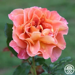 Rosie The Riveter™ -Heirloom Roses Rosie the Riveter 34
