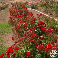 Veranda® Roxanne -Heirloom Roses Roxanne veranda 11