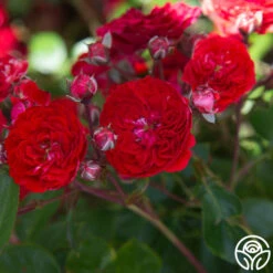 Veranda® Roxanne -Heirloom Roses Roxanne veranda 14