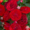 Veranda® Roxanne -Heirloom Roses Roxanne veranda 144
