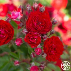 Veranda® Roxanne -Heirloom Roses Roxanne veranda 17