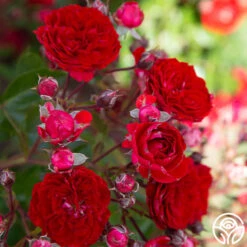 Veranda® Roxanne -Heirloom Roses Roxanne veranda 188