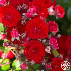 Veranda® Roxanne -Heirloom Roses Roxanne veranda 19