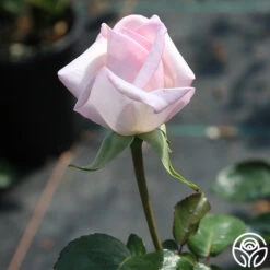 Royal Highness -Heirloom Roses Royal Highness 11