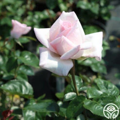 Royal Highness -Heirloom Roses Royal Highness 12