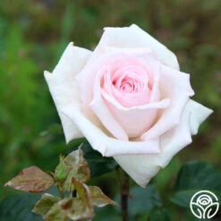 Royal Highness -Heirloom Roses Royal Highness 15