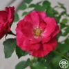 Ruby Vigorosa® 2 Ruby Vigorosa® -Heirloom Roses Ruby Vigorosa