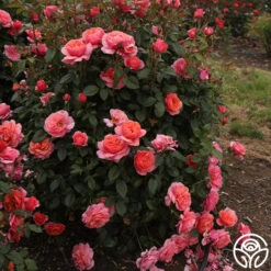 Safari™ -Heirloom Roses Safari 11