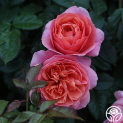 Safari™ -Heirloom Roses Safari 13