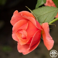 Safari™ -Heirloom Roses Safari 16