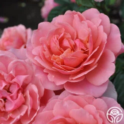 Safari™ -Heirloom Roses Safari 19