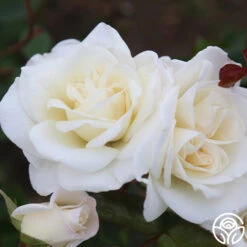 Saratoga 10 Saratoga -Heirloom Roses Saratoga 13