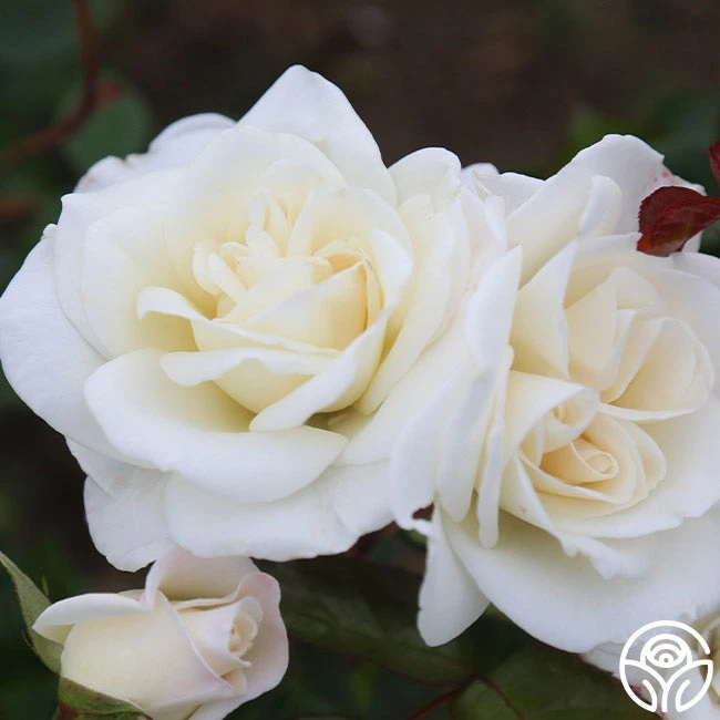 Saratoga 5 Saratoga - Image 3