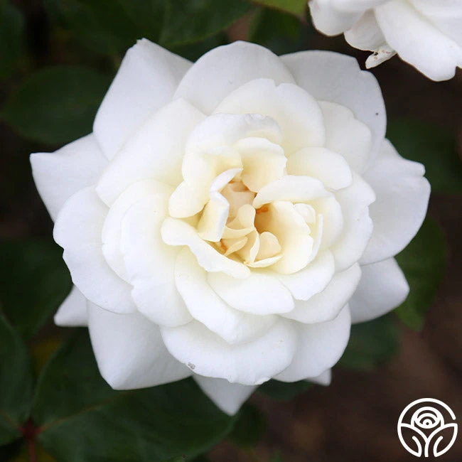 Saratoga 4 Saratoga - Image 2