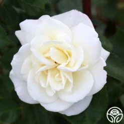 Saratoga 11 Saratoga -Heirloom Roses Saratoga 16