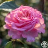 Sunbelt® Savannah 2 Sunbelt® Savannah -Heirloom Roses Savannah 14 3512c815 cdb4 4bc9 9518 96828bd636ef