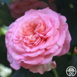 Sunbelt® Savannah 20 Sunbelt® Savannah -Heirloom Roses Savannah 15
