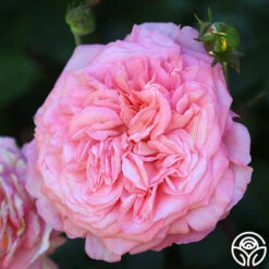 Sunbelt® Savannah 22 Sunbelt® Savannah -Heirloom Roses Savannah 16