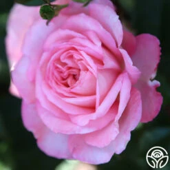 Sunbelt® Savannah 21 Sunbelt® Savannah -Heirloom Roses Savannah 18