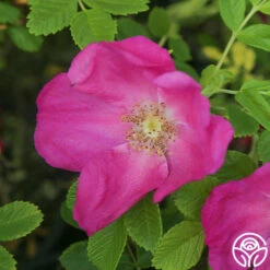 Scabrosa -Heirloom Roses Scabrosa 02