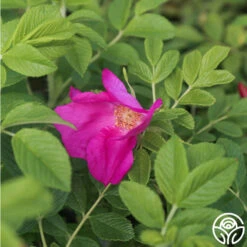 Scabrosa -Heirloom Roses Scabrosa 03