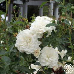 Seafoam -Heirloom Roses Seafoam 034