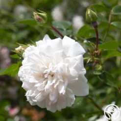 Seafoam -Heirloom Roses Seafoam 11