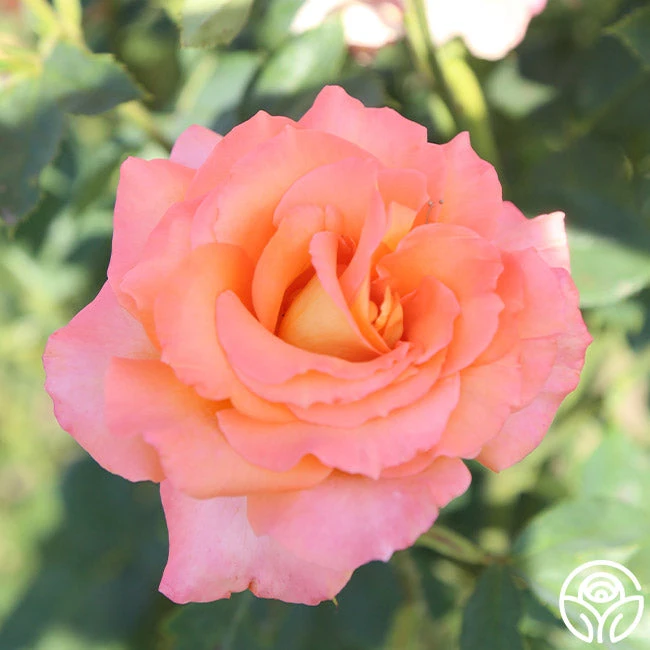 Seventh Heaven 4 Seventh Heaven - Image 2