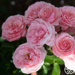 Sexy Rexy® -Heirloom Roses Sexy Rexy 2145