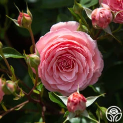 Sexy Rexy® -Heirloom Roses Sexy Rexy0 325