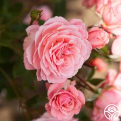 Sexy Rexy® -Heirloom Roses Sexy Rexy 12