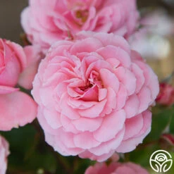 Sexy Rexy® -Heirloom Roses Sexy Rexy 13