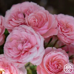 Sexy Rexy® -Heirloom Roses Sexy Rexy 14