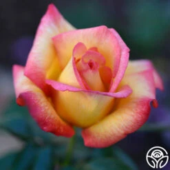 Sheila's Perfume -Heirloom Roses Sheila s Perfume 11 01b0fbde 44da 4776 bd16 0a1ab6093ddc