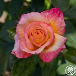 Sheila's Perfume -Heirloom Roses Sheila s Perfume 12 15d50d02 1ffc 4bb7 bcce f0f22fcbda16