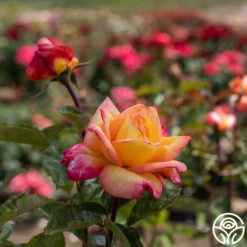 Sheila's Perfume -Heirloom Roses Sheila s Perfume 13