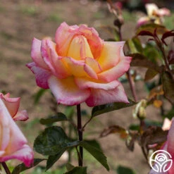 Sheila's Perfume -Heirloom Roses Sheila s Perfume 18