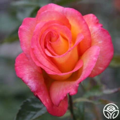 Sheila's Perfume -Heirloom Roses Sheila s Perfume 20