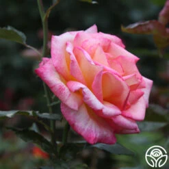 Sheila's Perfume -Heirloom Roses Sheila s Perfume 21