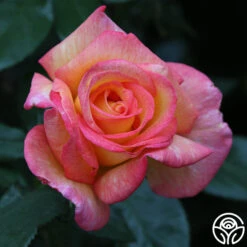 Sheila's Perfume -Heirloom Roses Sheila s Perfume 23