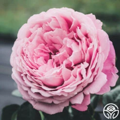 Sister Emmanuelle™ -Heirloom Roses Sister Emmanuelle 13