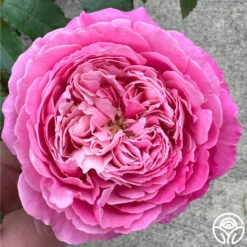 Sister Emmanuelle™ -Heirloom Roses Sister Emmanuelle 11