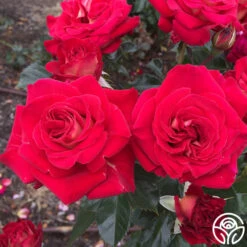 Smart & Sassy -Heirloom Roses Smart Sassy 8