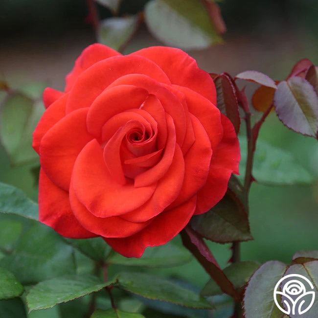 Smokin’ Hot™ 10 Smokin’ Hot™ - Image 8