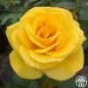 Sol Desire® -Heirloom Roses Sol Desire 1