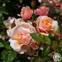 Sunbelt® Soul Sister™ -Heirloom Roses Soul Sister 013