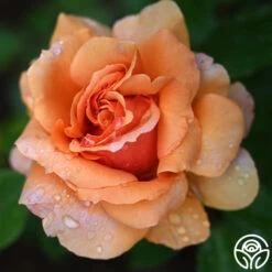 Sunbelt® Soul Sister™ -Heirloom Roses Soul Sister 11