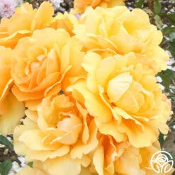 Sunbelt® South Africa® 21 Sunbelt® South Africa® -Heirloom Roses South Africa 1