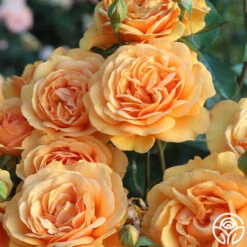 New Release -Heirloom Roses South Africa 12