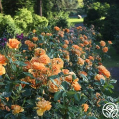 Sunbelt® South Africa® 14 Sunbelt® South Africa® -Heirloom Roses South Africa 13